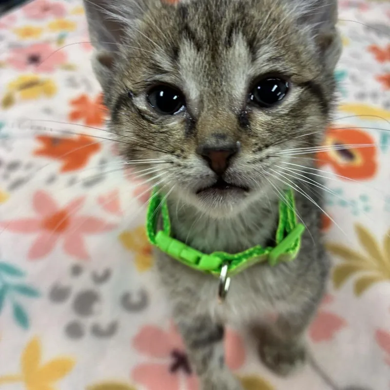 A baby small-sized female Brown / Chocolate Domestic Short Hair cat named Alice for adoption in Tulsa, OK