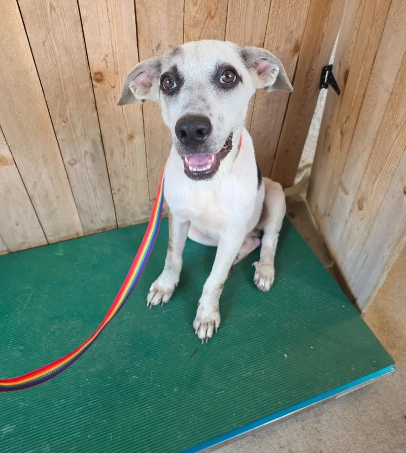 A baby medium-sized male Labrador Retriever dog named Marco for adoption in Missouri City, TX
