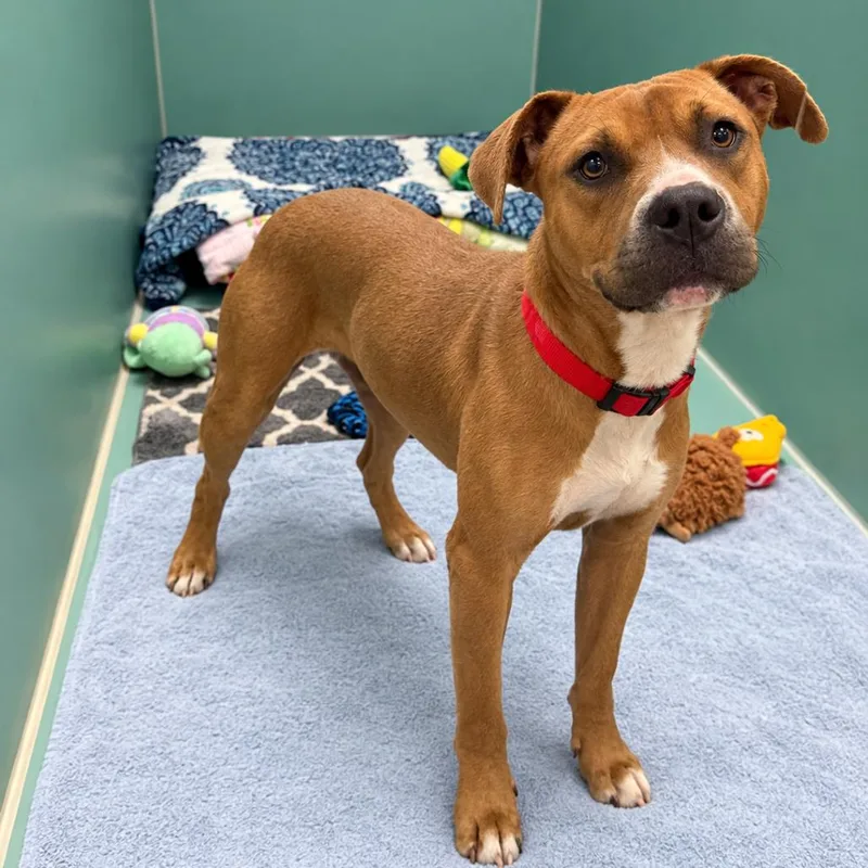 A young medium-sized male Yellow / Tan / Blond / Fawn English Bulldog dog named Chevy for adoption in Titusville, FL