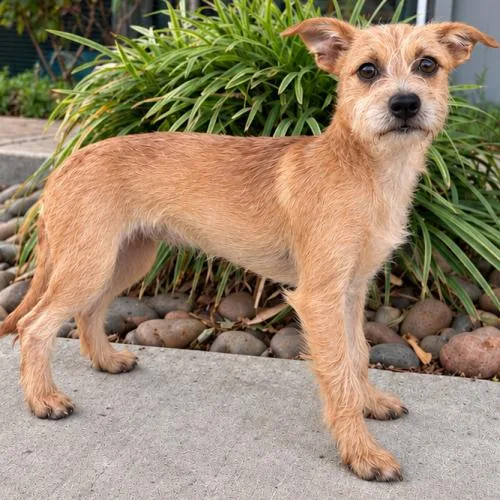 A baby small-sized female Chihuahua dog named Ella for adoption in Lathrop, CA