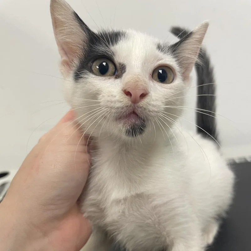 A baby small-sized male American Shorthair cat named Arnold for adoption in Dickinson, TX