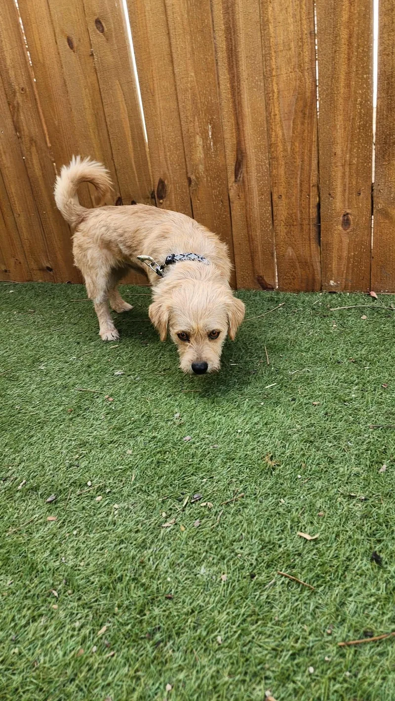 Moose Ka thumbnail 3