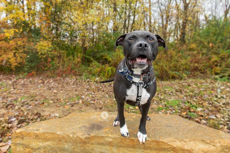 Wrangler thumbnail 2