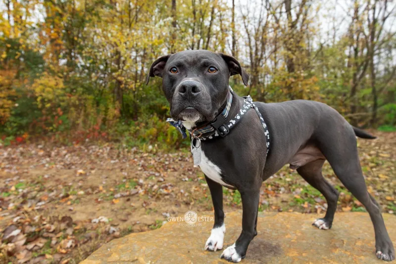 Wrangler thumbnail 3