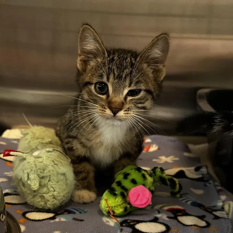 A baby small-sized female Black Domestic Short Hair cat named Dove for adoption in Hinsdale, IL