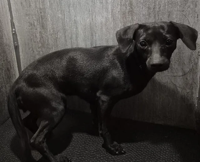 A young small-sized female Chihuahua dog named A for adoption in San Antonio, TX