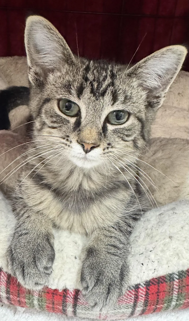 A baby medium-sized male Tabby (Gray / Blue / Silver) Domestic Short Hair cat named Buddy James for adoption in Hartville, OH