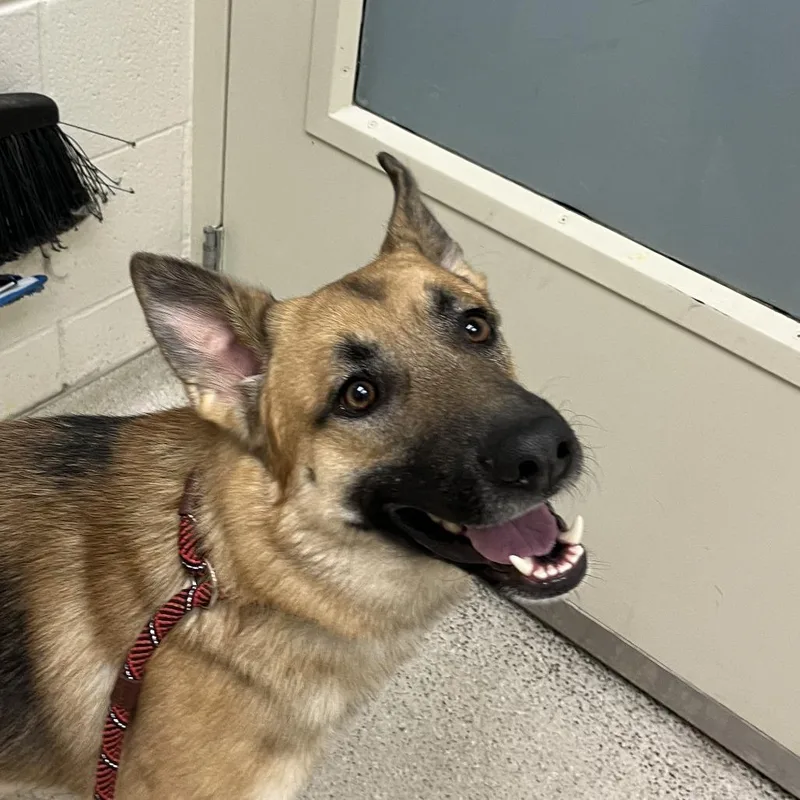 An adult medium-sized male Yellow / Tan / Blond / Fawn Shepherd dog named Rex for adoption in Murray, UT