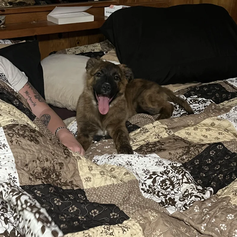 A baby large-sized female Brindle Mastiff dog named Katherine for adoption in Sonora, CA