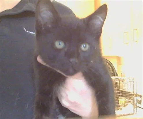 A baby small-sized male Domestic Short Hair cat named Wyatt for adoption in Sacramento, CA