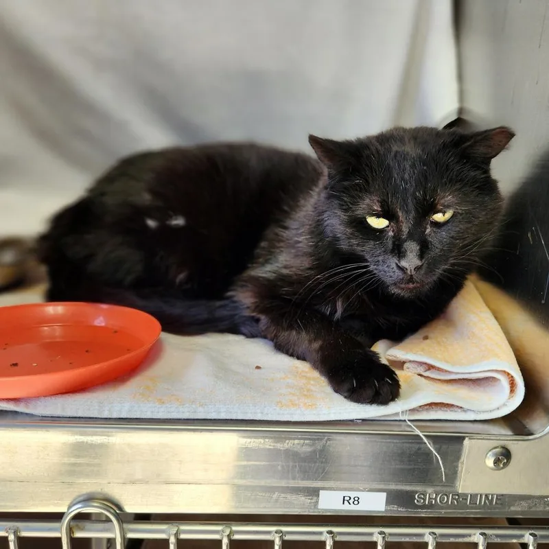 An adult large-sized male Black Domestic Short Hair cat named Glenn for adoption in Grand Rapids, MI