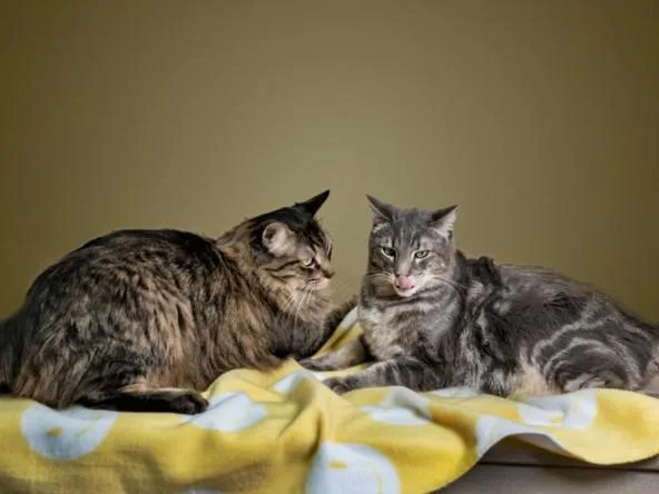 An adult large-sized male Domestic Short Hair cat named Wesley for adoption in Santa Fe, NM