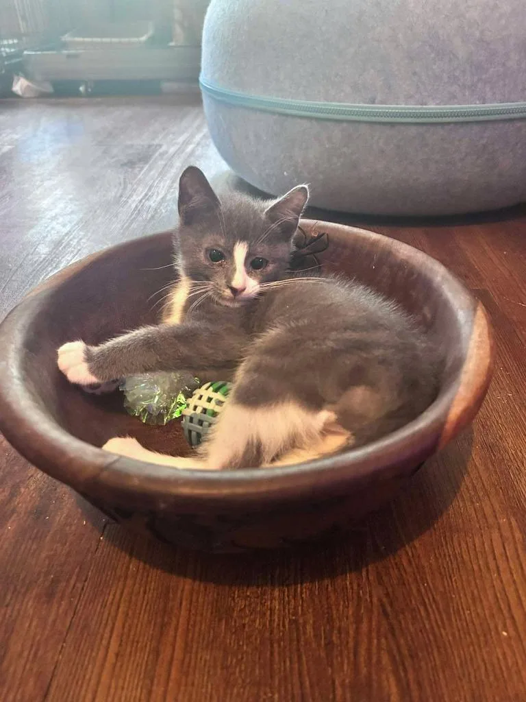 A baby small-sized male Domestic Medium Hair cat named Delphin for adoption in Sebastian, FL