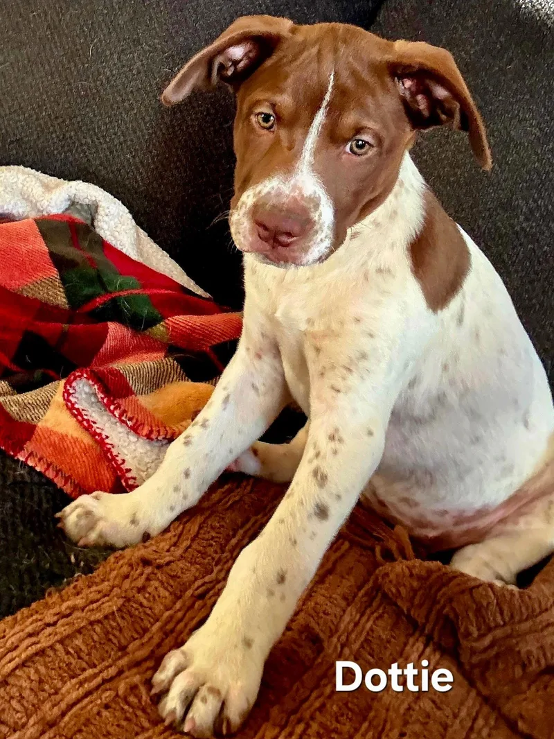 Puppy Dottie thumbnail 3