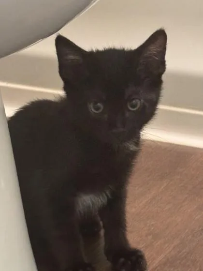 A baby medium-sized male Domestic Short Hair cat named Raycon for adoption in Pleasanton, CA