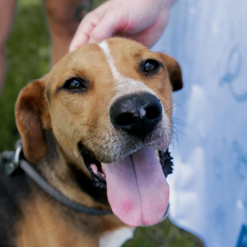A young medium-sized male Apricot / Beige Hound dog named Jackson for adoption in POLKTON, NC