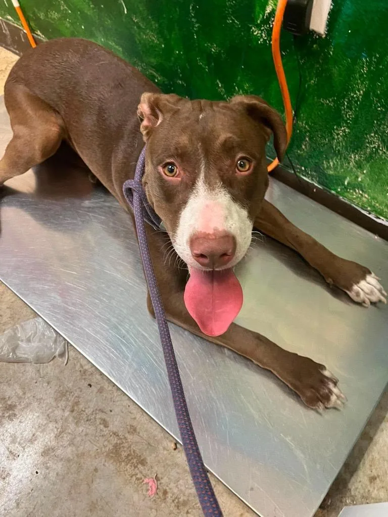 A young large-sized male Pit Bull Terrier dog named Sylas for adoption in New Braunfels, TX