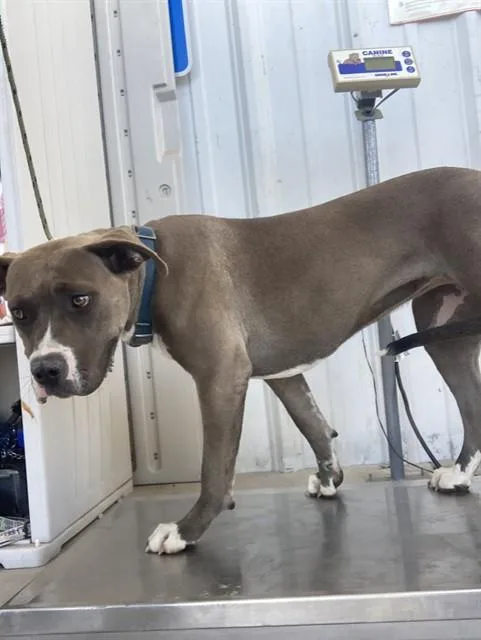A young large-sized female Pit Bull Terrier dog named Sassy for adoption in Bakersfield, CA