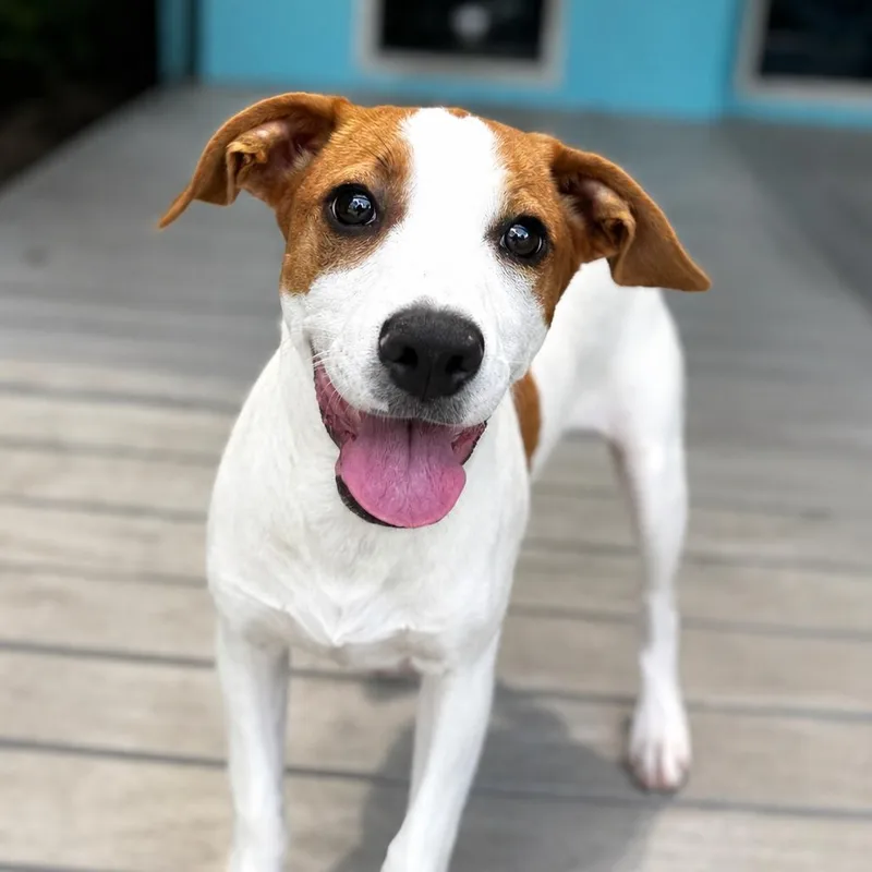 A baby medium-sized female White / Cream Hound dog named Aphrodite for adoption in Bradenton, FL