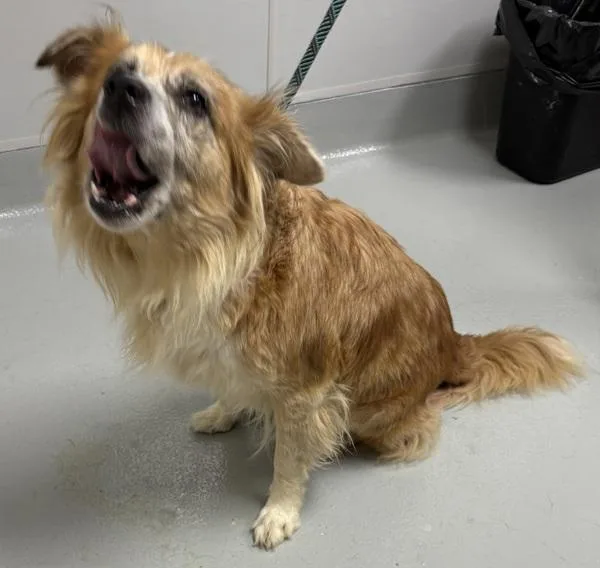 A senior large-sized female Border Collie dog named Ic c Raisin for adoption in Lawrenceville, GA