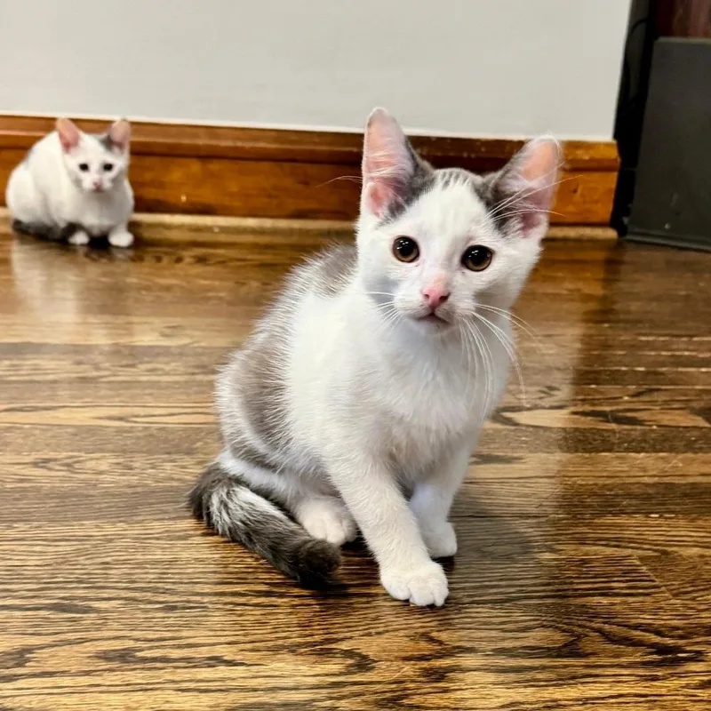 A baby medium-sized male White Domestic Short Hair cat named Charlie for adoption in Chicago, IL