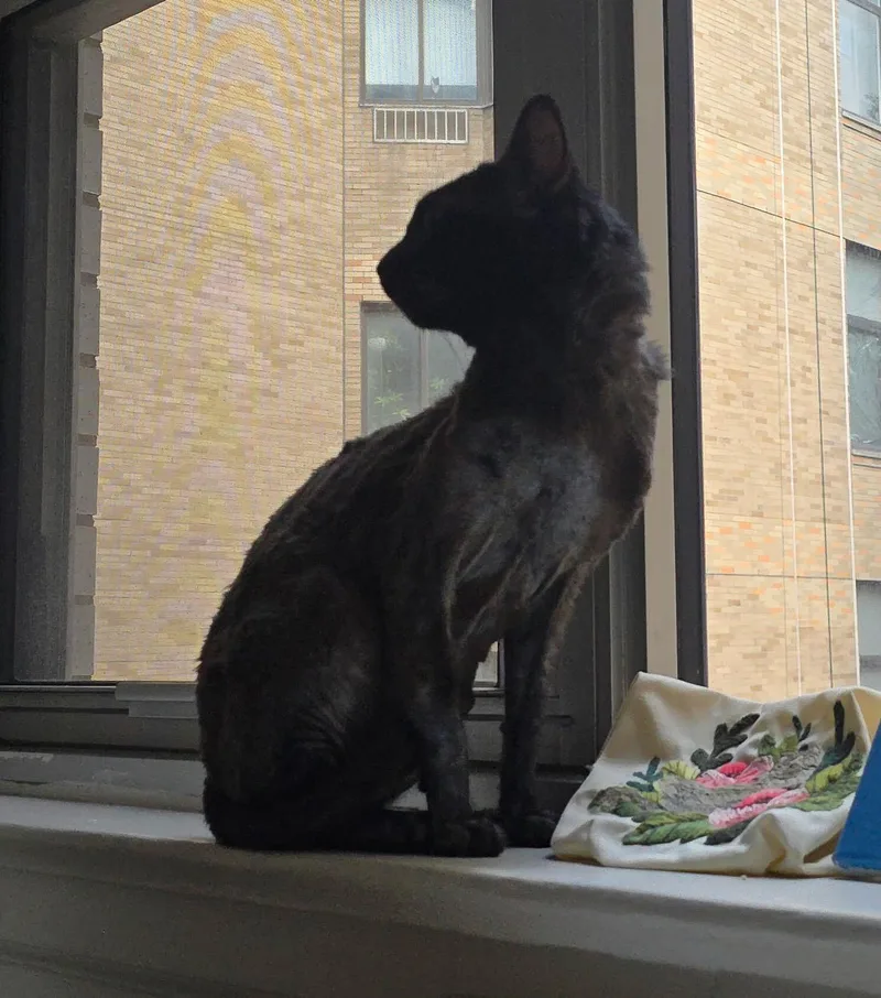 An adult medium-sized male Black Domestic Short Hair cat named Elmer for adoption in Long Island City, NY