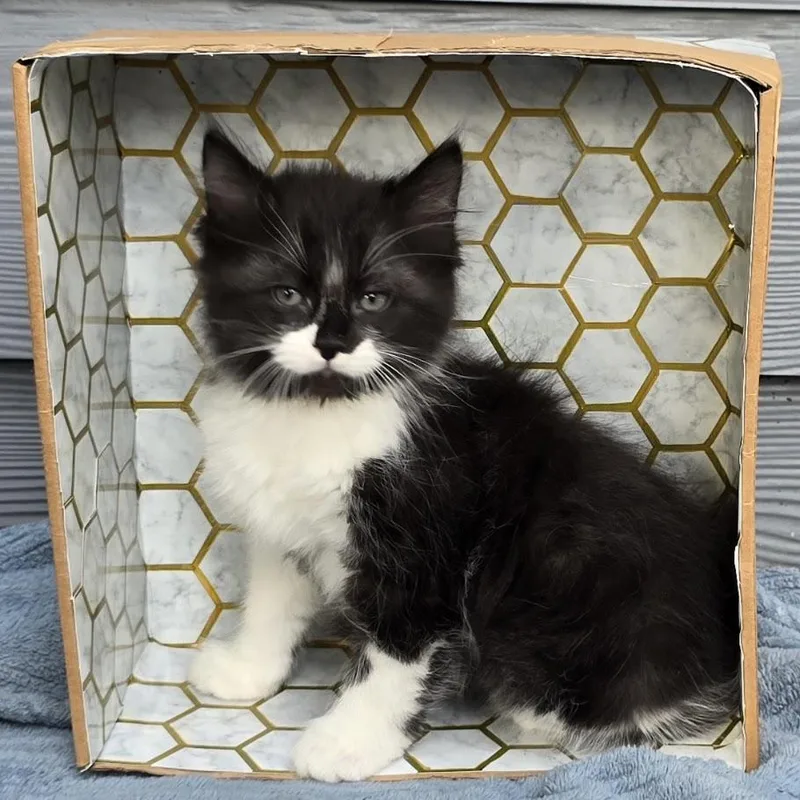 A baby small-sized male Black Domestic Short Hair cat named Elmer for adoption in Houston, TX