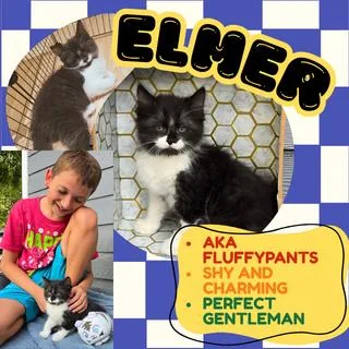 Elmer thumbnail 4