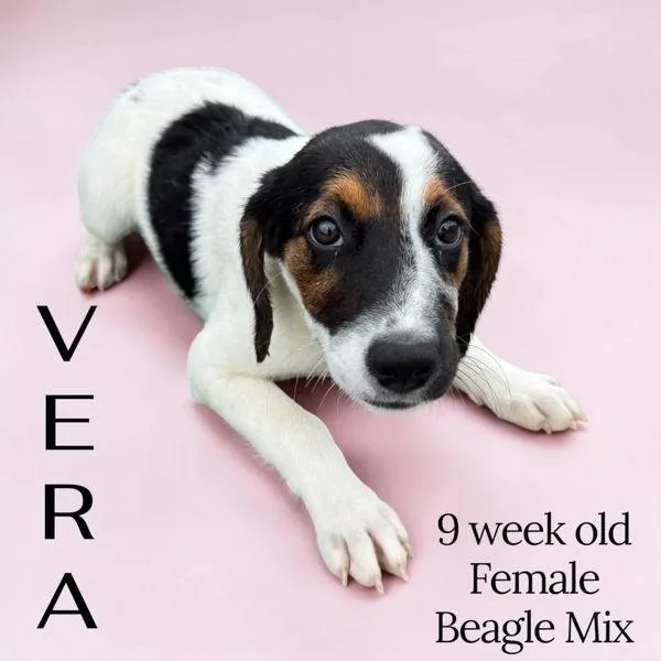 A baby small-sized female Coonhound dog named Vera for adoption in Nicholasville, KY