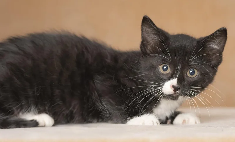 A baby medium-sized male Black & White / Tuxedo Domestic Short Hair cat named Bolt for adoption in Chicago, IL