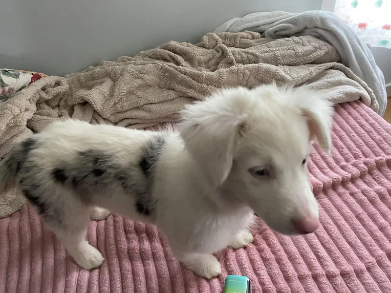 A baby medium-sized female White / Cream Australian Shepherd dog named Opal for adoption in Fredericksburg, VA