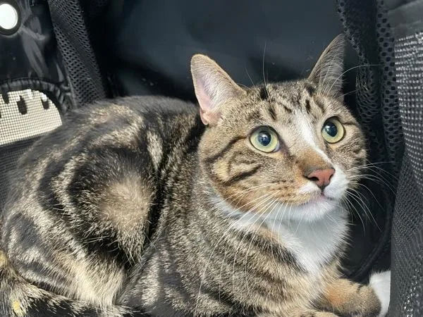 A young medium-sized male Domestic Short Hair cat named Tanny for adoption in Ridgewood, NY