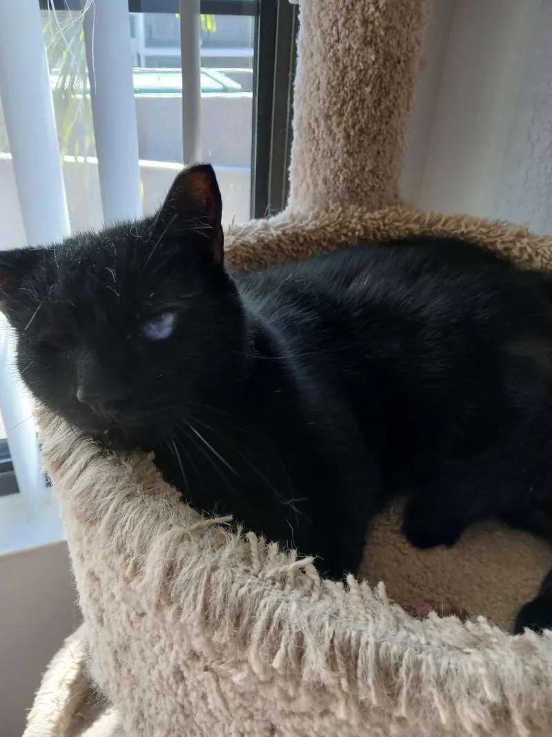 T'challa thumbnail 3