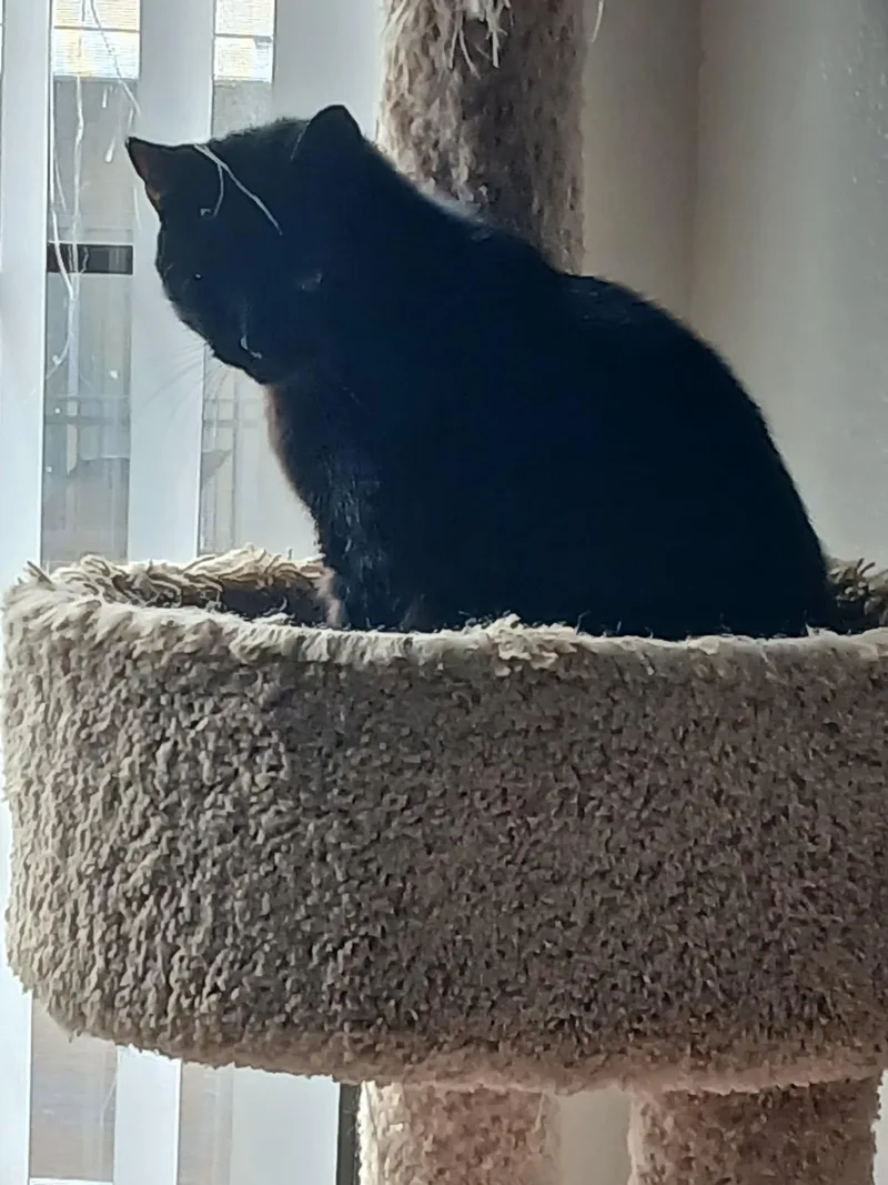 T'challa thumbnail 4