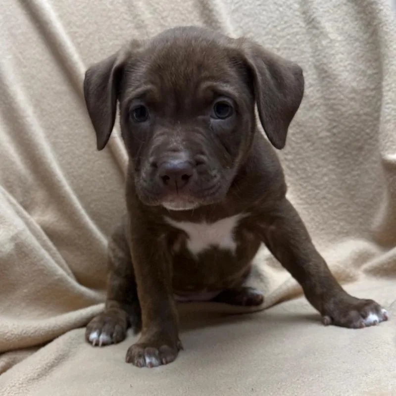 A baby medium-sized female Brown / Chocolate Mixed Breed dog named Gaia for adoption in St. Peters, MO