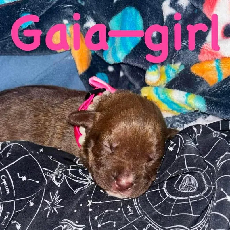 Gaia thumbnail 2