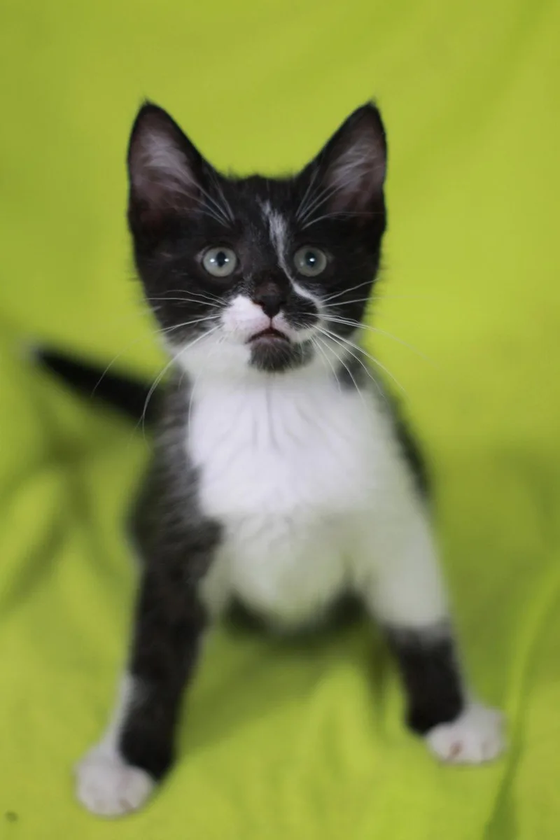 A baby small-sized male Black & White / Tuxedo Domestic Short Hair cat named Moe for adoption in Cookeville, TN