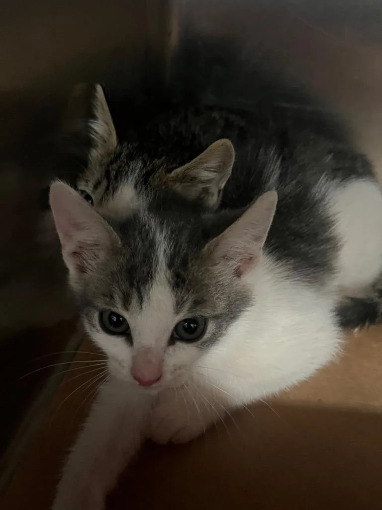A baby large-sized female Domestic Short Hair cat named Arwen for adoption in Cartersville , GA