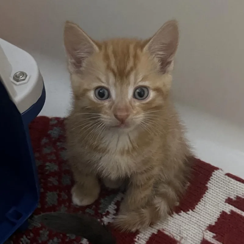A baby small-sized male Orange / Red Domestic Short Hair cat named Redwood for adoption in Long Beach, CA