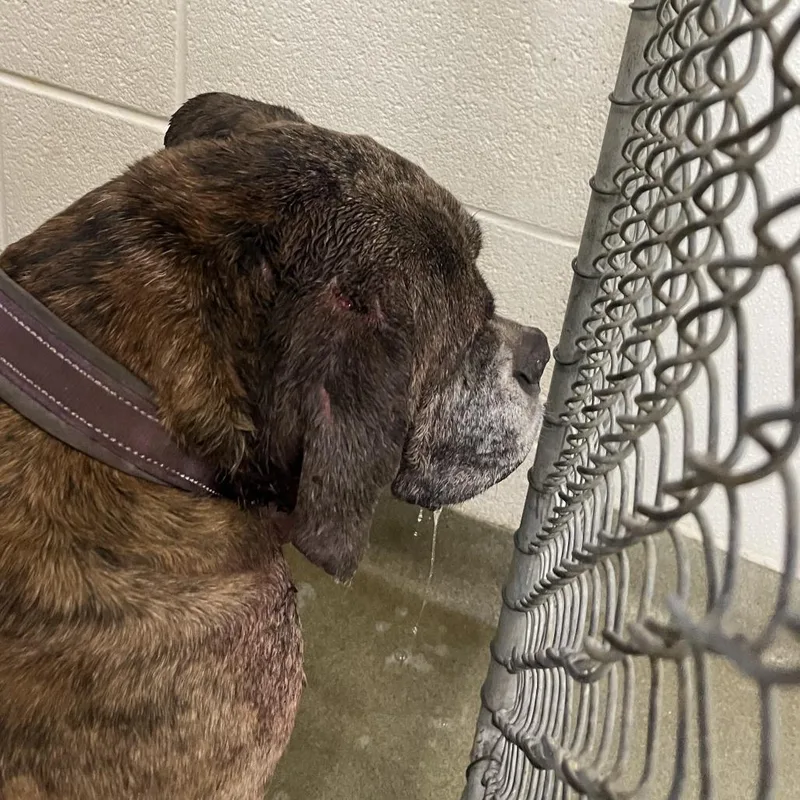 A senior large-sized female Brown / Chocolate Boxer dog named North for adoption in Harrisonburg, VA