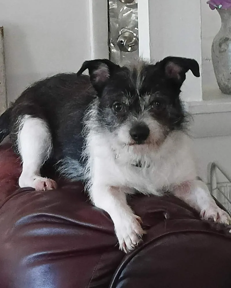A young medium-sized male Jack Russell Terrier dog named Zead for adoption in Columbia, TN