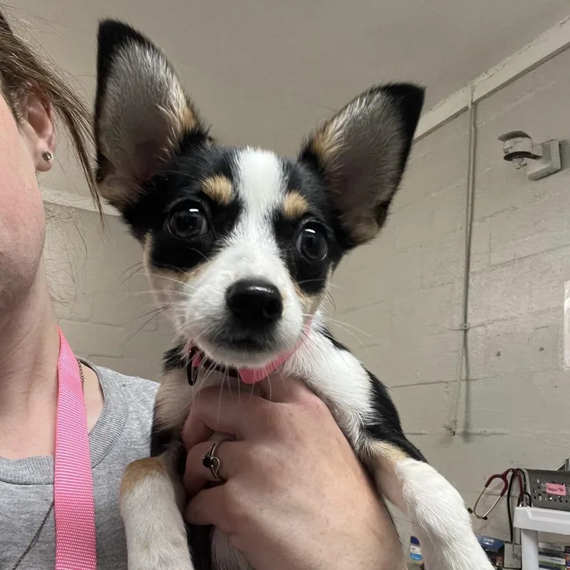 A baby small-sized female Black Chihuahua dog named Georgia for adoption in Clanton, AL