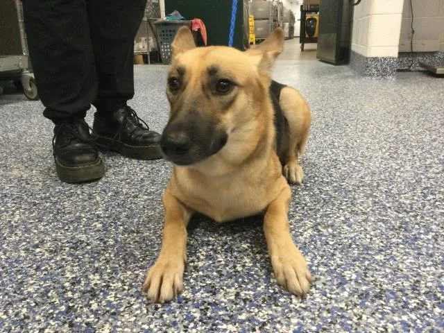 A young medium-sized female German Shepherd Dog dog named Lou Anne for adoption in Thousand Palms, CA