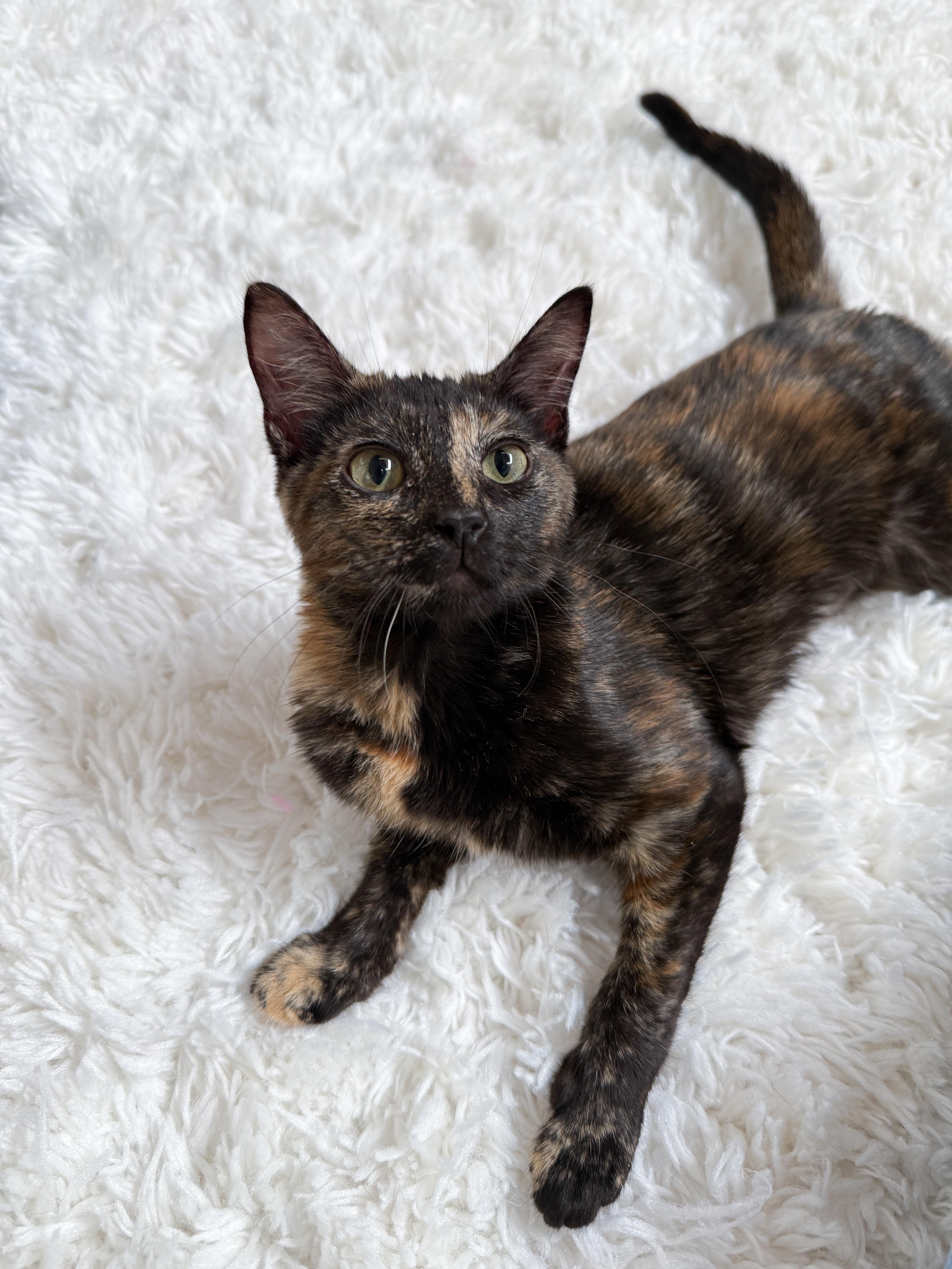 A young medium-sized female Domestic Short Hair cat named Sassafras for adoption in New Orleans, LA