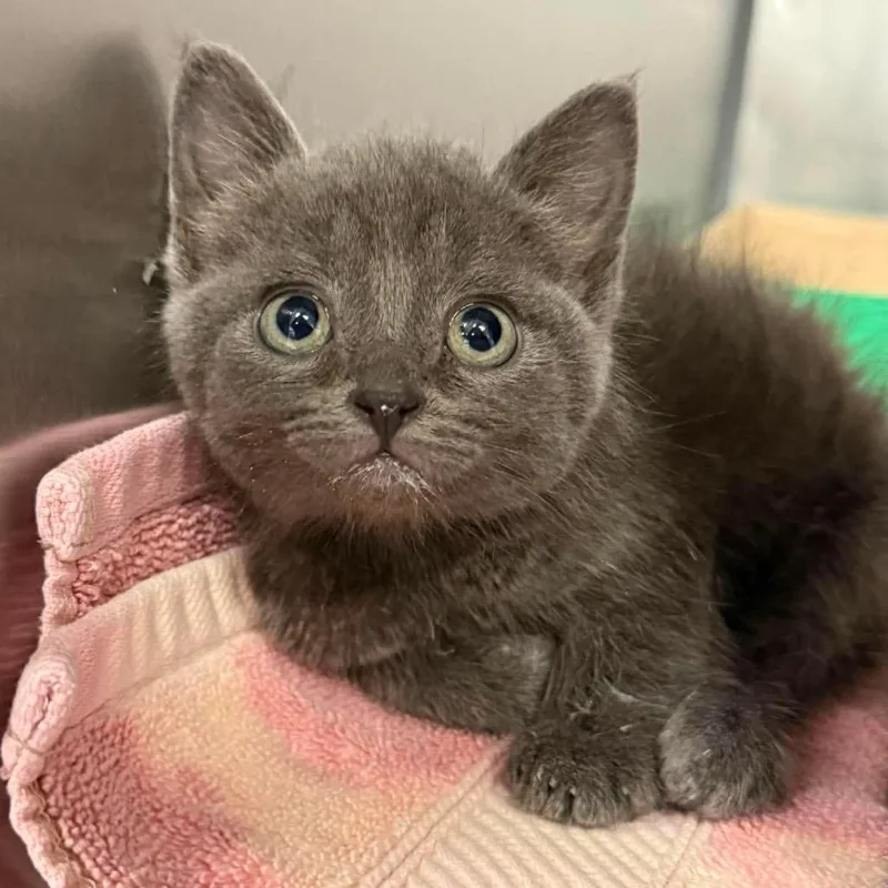 A baby small-sized male Gray / Blue / Silver Domestic Short Hair cat named Ricardo for adoption in Martinsville, VA