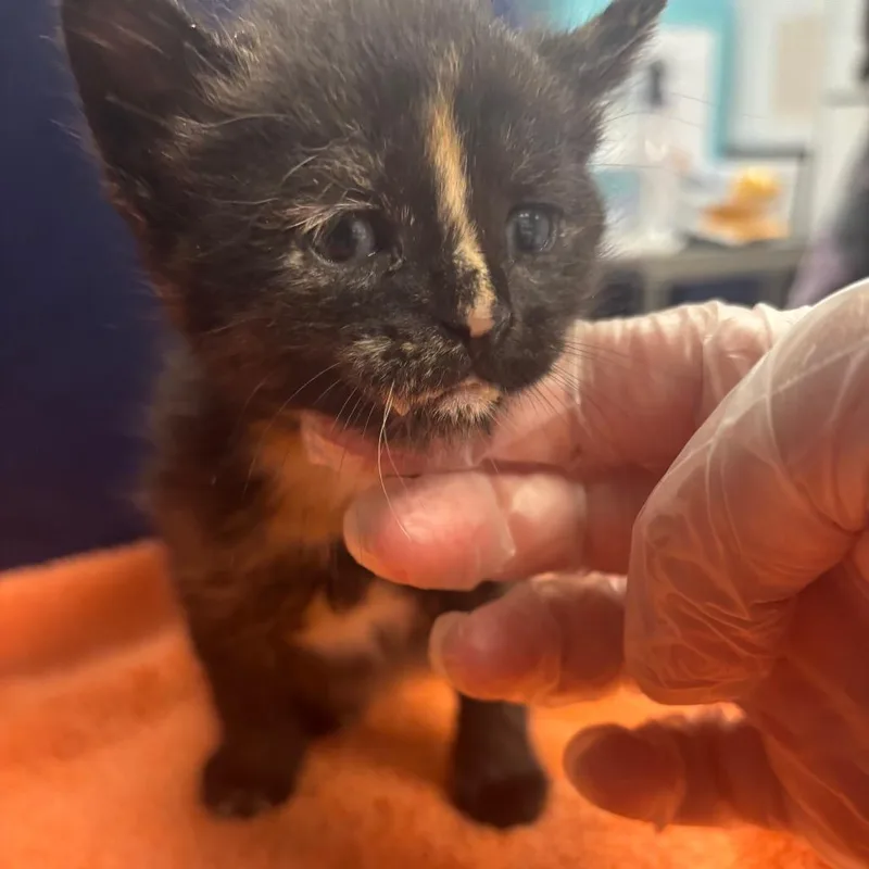 A baby small-sized female Tortoiseshell Domestic Short Hair cat named Turbo for adoption in Newark, NJ