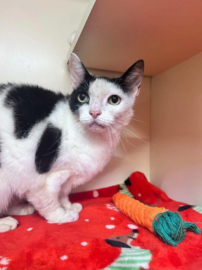 A young medium-sized female Domestic Short Hair cat named Lily for adoption in Sebastian, FL