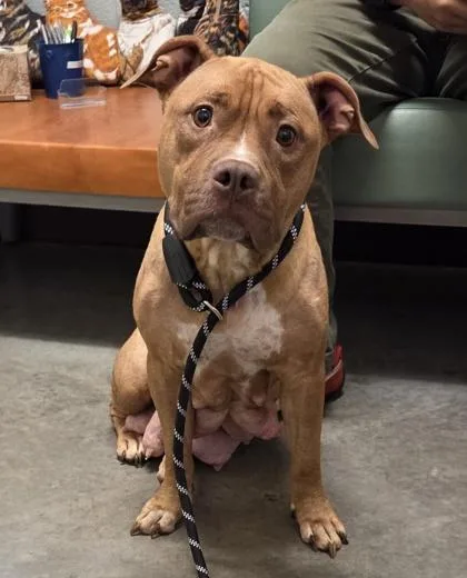 An adult medium-sized female Mixed Breed dog named Mazie for adoption in Fallston, MD