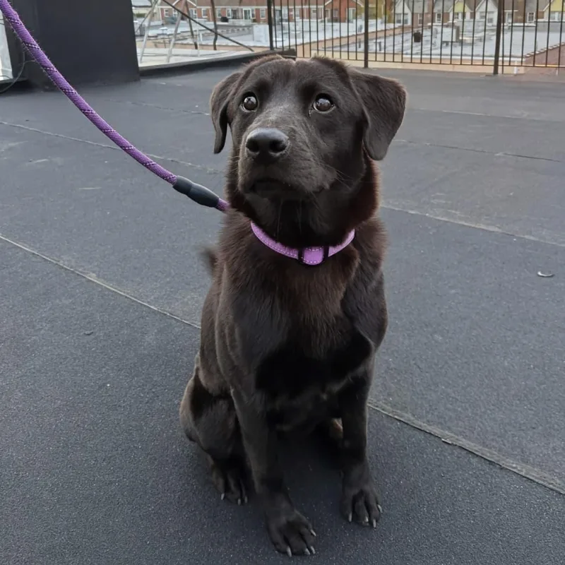 An adult medium-sized female Black Labrador Retriever dog named Onyx for adoption in New York, NY