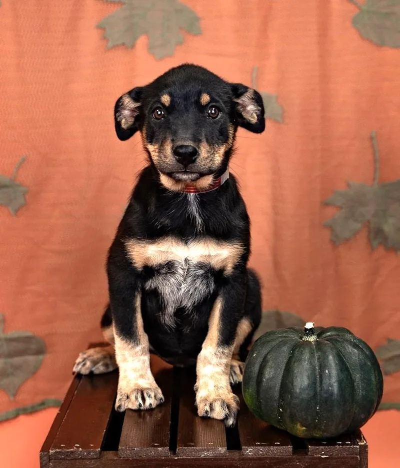 A baby medium-sized female Australian Cattle Dog / Blue Heeler dog named 835-26 for adoption in Brighton, CO